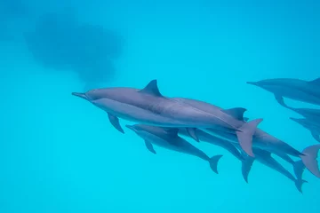 Crédence de cuisine en verre imprimé Turquoise Group of dolphins swimming in tropical sea, underwater landscape