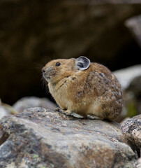 Naklejka na ściany i meble American Pika in cute bunched-up pose - Pikas are small rabbit-like mammals that live in talus slides at high elevation in western North America 