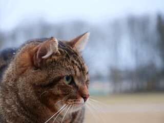 Beautiful cat out in nature. Cat face: