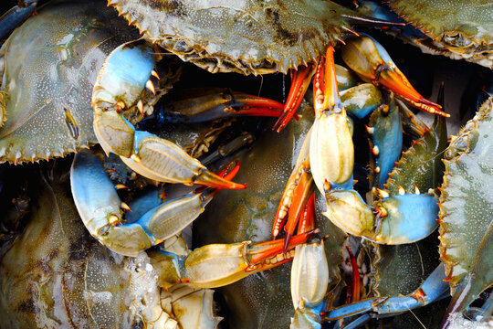 Culinary Fusion: 4K Ultra HD Image of Blue Crab in Chinese Wok Close-Up