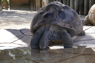 Riesige Galapagos Landschildkröte trinkt Wasser am Wasserloch
