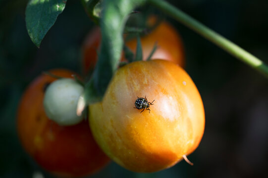 Insect parasite on tomato