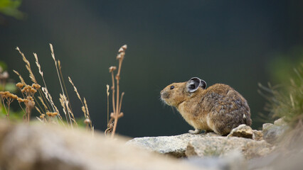 American Pika in habitat with natural background - Pikas are small rabbit-like mammals that live in talus slides at high elevation in western North America 
