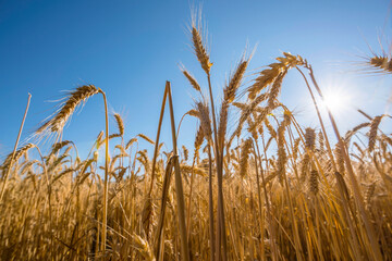 Harvest Time: 4K Ultra HD Image of Wheat Field Ready to Be Harvested