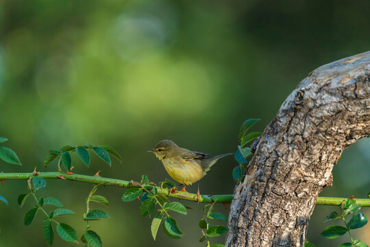 Willow Warbler Perched On A Bramble  
