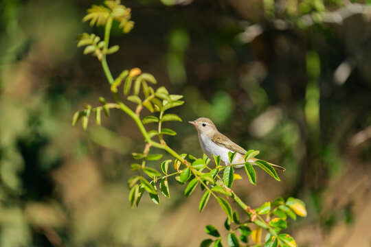 Western Bonelli's Warbler (Phylloscopus Bonelli) 