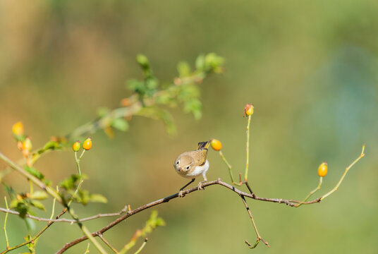 Western Bonelli's Warbler Perched On A Branch 
