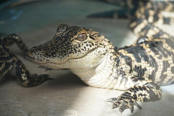 Baby Alligator, Close-Up 