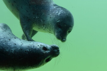 Naklejka premium Seehund
