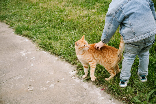 Heartwarming Portrait of a Boy and His Beloved Red Tabby Cat.