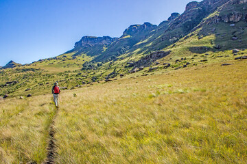 A lone hiker with a red backpack walking on a trail surrounded by the Afromontane grasslands and...