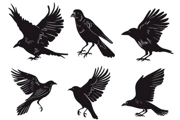 black birds silhouette on white background