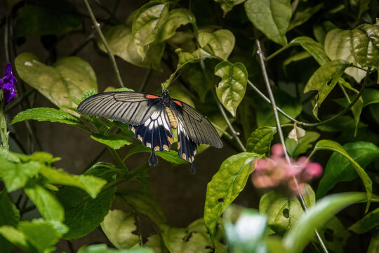 Female Great Yellow Mormon butterfly (Papilio lowi)