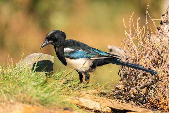 Eurasian Magpie Or Common Magpie (Pica pica) 