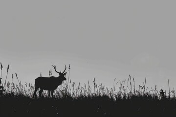 silhouette silhouette of an animal in the field