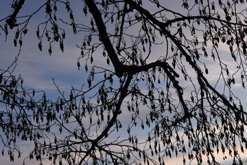 Äste bei Sonnenuntergang