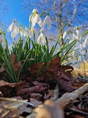 snowdrops