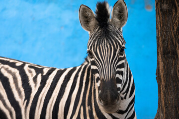 Zebra in the zoo, blue background, Stock Photo