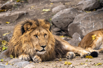 lion in all its beauty in nature, stock image