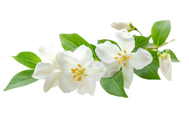 White Jasmine Scented Bloom Isolated on Transparent Background PNG.