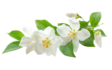 White Jasmine Scented Bloom Isolated on Transparent Background PNG.