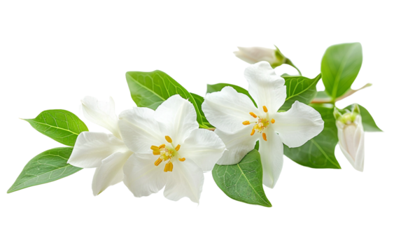 White Jasmine Scented Bloom Isolated on Transparent Background PNG.