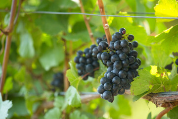 Harvest-Ready: 4K Ultra HD Image of Ripe Grape Ready To Be Harvested