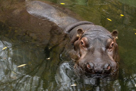 Hippo swimming in a pond, Stock Photo