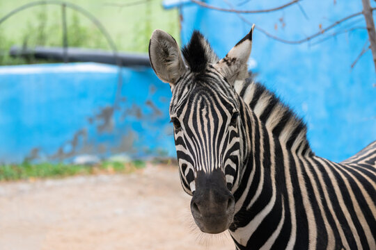 Zebra in the zoo, blue background, Stock Photo
