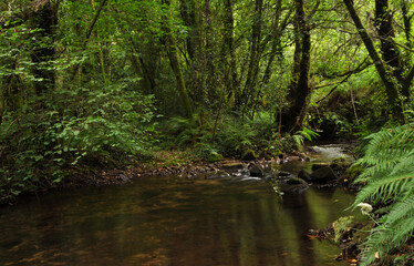 Fototapeta na wymiar Forest with dense vegetation and a river crossing in the middle, reflection in the water