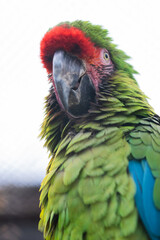 Ara wild parrot portrait against sky background, stock photo