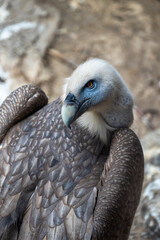 Griffon vulture perched on a tree branch, stock photo