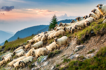 Flock of sheep descend slopes in the Carpathian mountains, Romania, at sunset - obrazy, fototapety, plakaty
