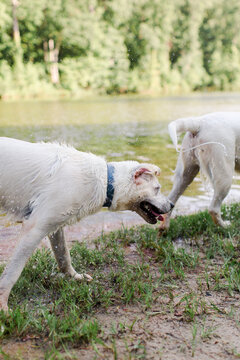 Hunting dog shaking coat off after a swim
