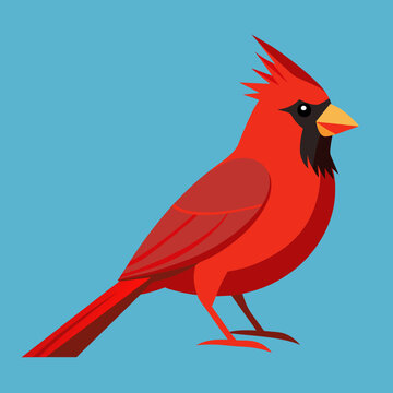 Cardinal Vector Art Illustration