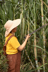 Unrecognizable Latina woman cutting sugar cane with her machete, dressed in a straw hat, yellow T-shirt, and brown overalls