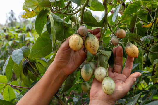 Hands of an unrecognizable person showing some Tamarillos or "sacha tomate," known in Ecuador as tree tomatoes. Caucasian hands picking fruits from a tree