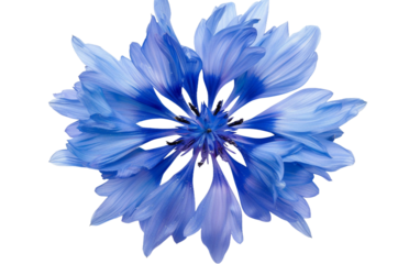 Vibrant Blue Cornflower Blossoms Isolated on Transparent Background PNG.