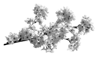 white flower isolated cherry white black blossom 