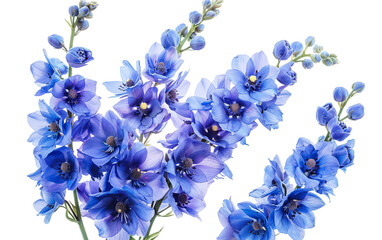 Tall Spikes of Blue Delphinium Blooms Isolated on Transparent Background PNG.