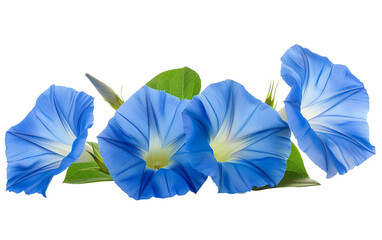 Blue Morning Glory Trumpet Shaped Petals Isolated on Transparent Background PNG.