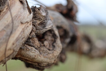 close up of a muscadine grapevine