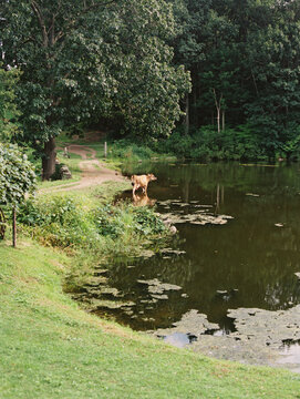 happy cow at farm taking a bath in pond