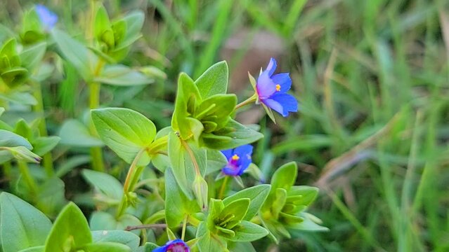Anagallis arvensis f. azurea (Scarlet pimpernel). The native range of the species is Europe and Western Asia. Scarlet pimpernel (Anagallis arvensis) in the spring season.