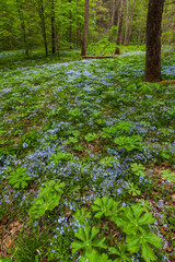 Phlox and Mayapple at White Oak Sink in the Spring - 753914359