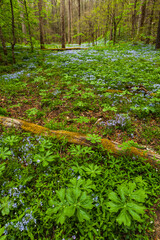 Phlox and Mayapple at White Oak Sink in the Spring - 753914540