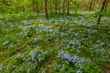 Phlox and Mayapple at White Oak Sink in the Spring - 753914931