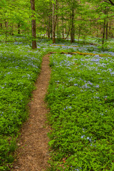 Phlox and Mayapple at White Oak Sink in the Spring - 753915129