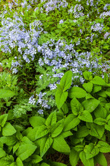 Phlox and Mayapple at White Oak Sink in the Spring - 753915173
