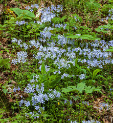 Phlox and Mayapple at White Oak Sink in the Spring - 753915306